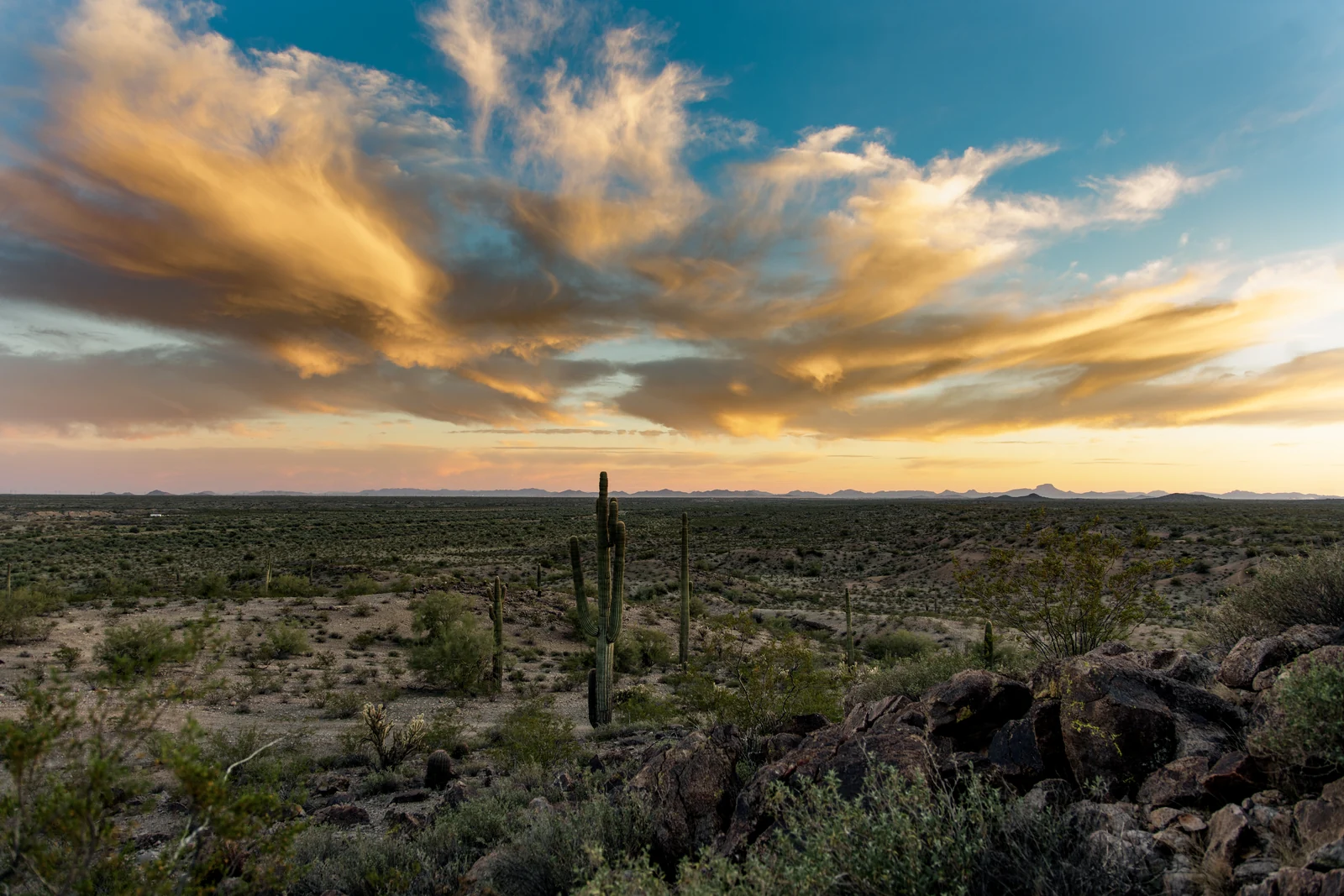 Saguaros and expansive Arizona desert beneath golden sunset clouds